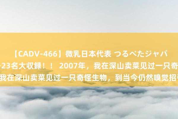 【CADV-466】微乳日本代表 つるぺたジャパン 8時間 最終メンバー23名大収録！！ 2007年，我在深山卖菜见过一只奇怪生物，到当今仍然嗅觉招引不明